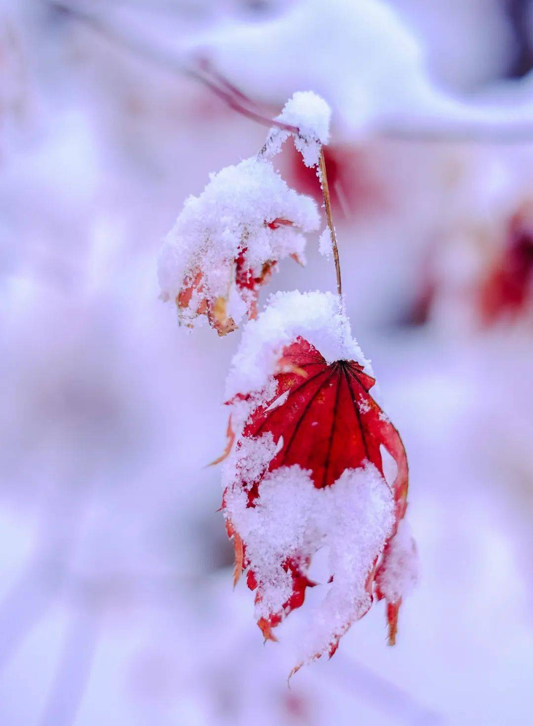 【美林漫步】你要寫冬天,就不能只寫冬天_風雪_大雪_家人