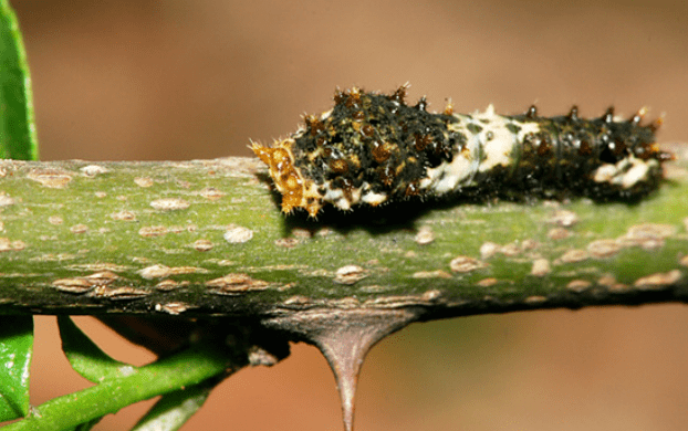 模拟成鸟类"臭臭"的花椒凤蝶幼虫酷似树叶的叶脩吓死你——伪装成动物