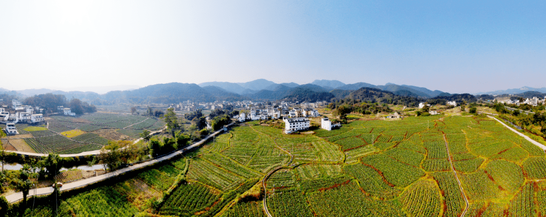 同古镇:香芋丰收外销 产业助农增收_种植_村民_和平村