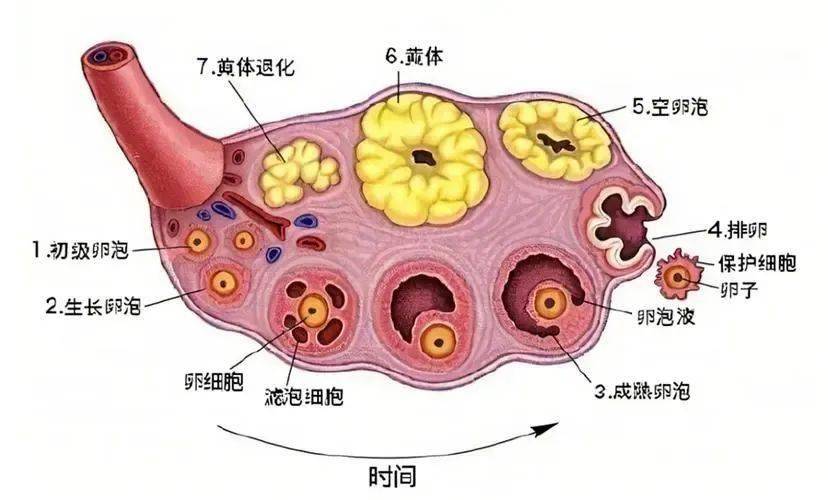 黃體是卵泡內的卵子排出卵泡腔後迅速轉變成的富有血管的腺體樣結構