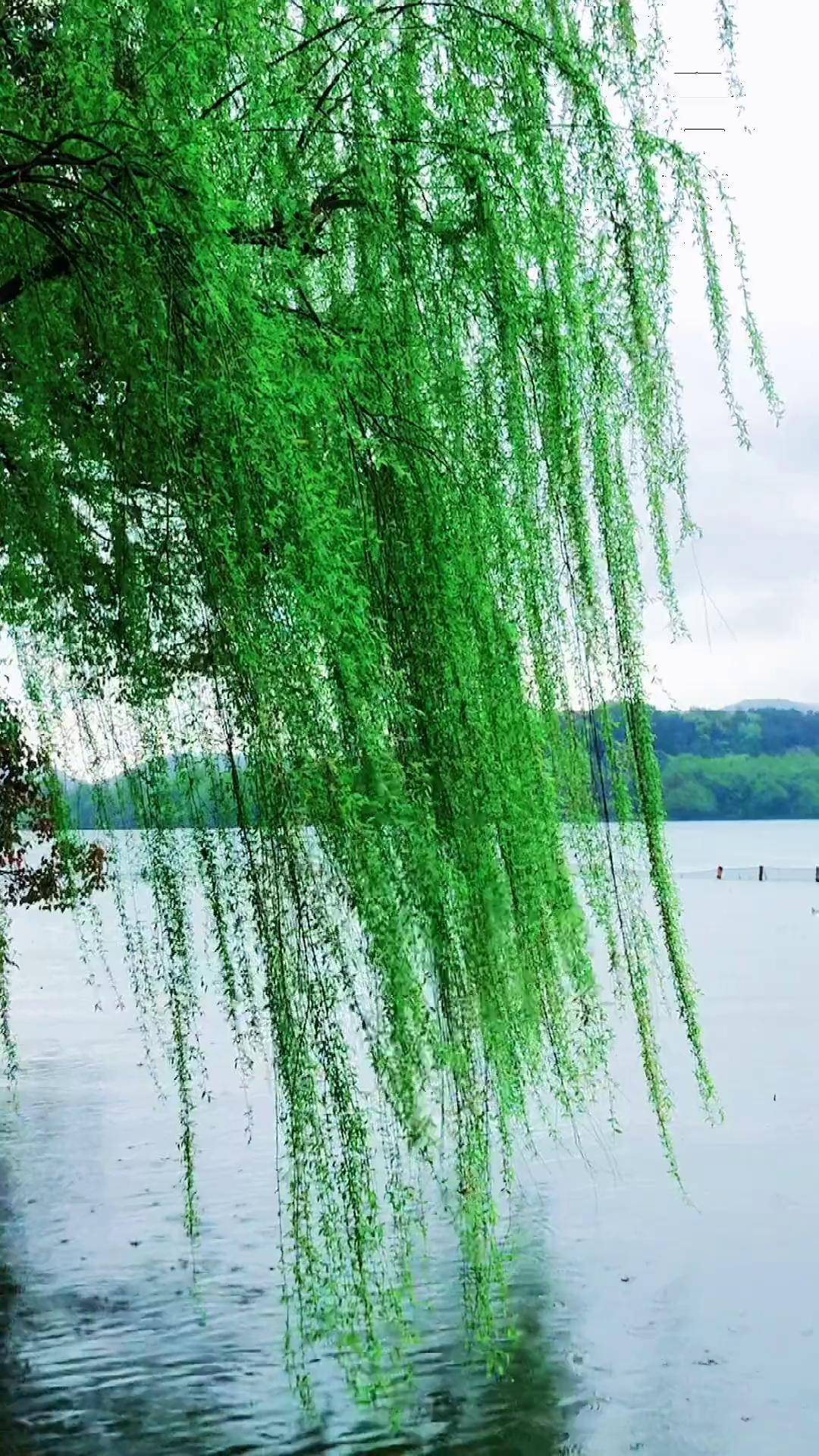 惠美人间三月天,春风杨柳互缠绵.风拂垂柳,柳抚心头