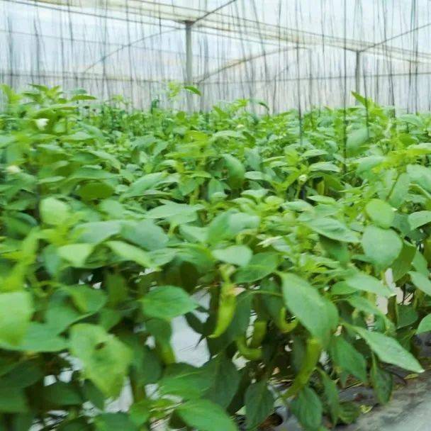 近日,走进赣州市宁都县长胜镇法沙蔬菜基地,大棚里的辣椒,芹菜,西红柿