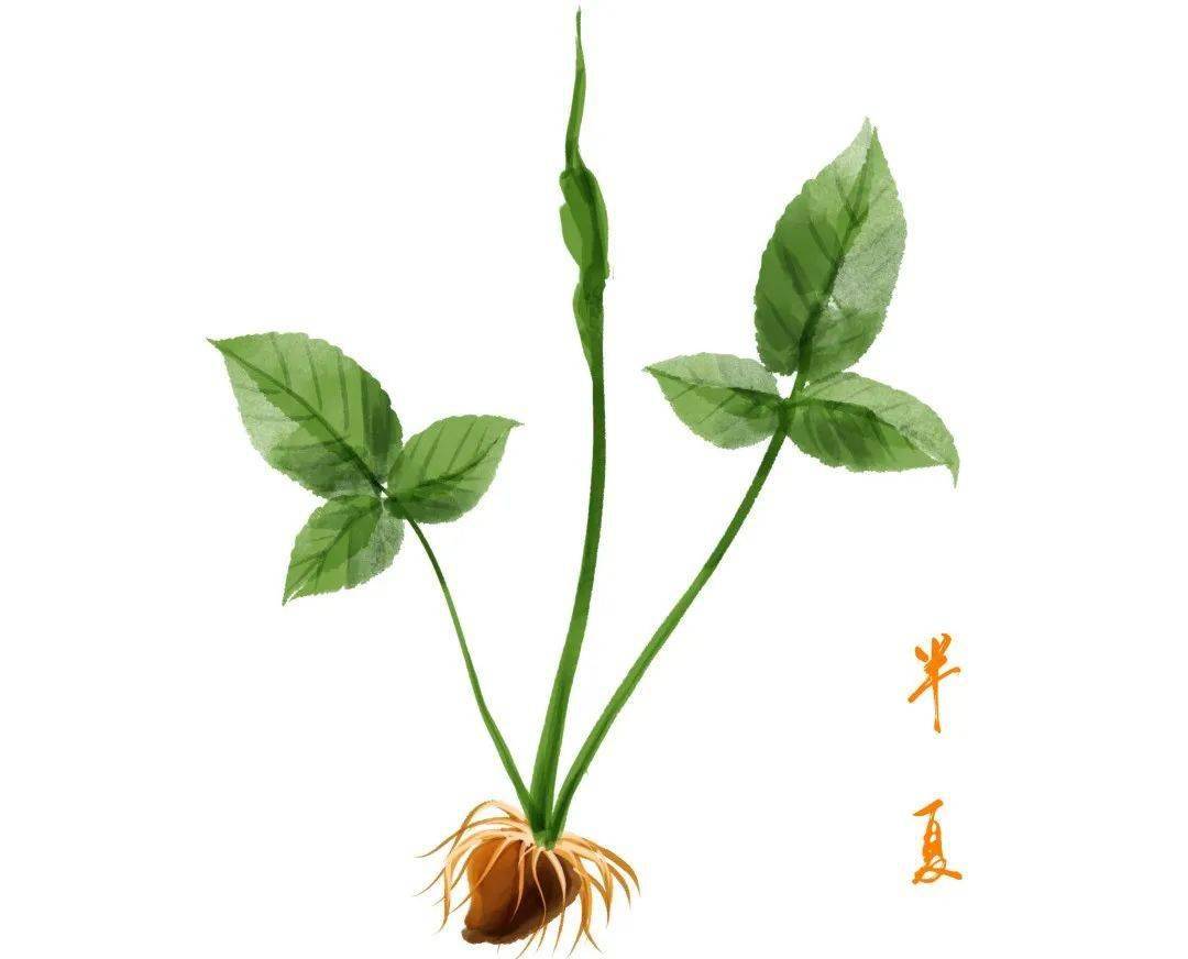 生半夏,有毒;熟半夏,是一味药,半夏中毒如何解?_临床_症状_毒性