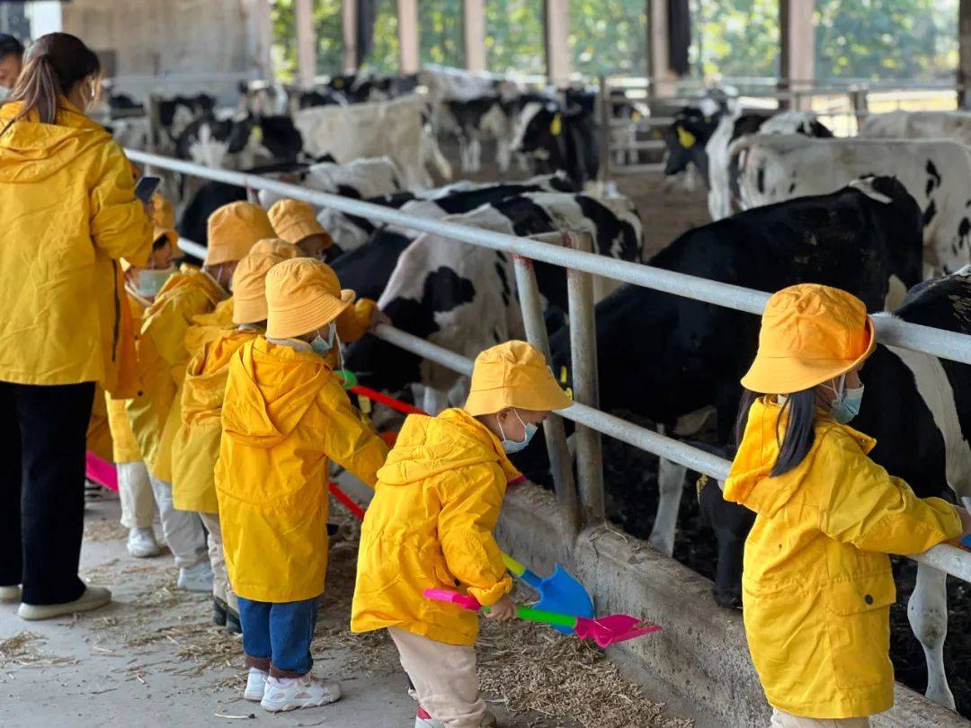 伟才研学丨把课堂搬进牧场——广东普宁市伟才幼儿园_奶牛_牛奶_生活