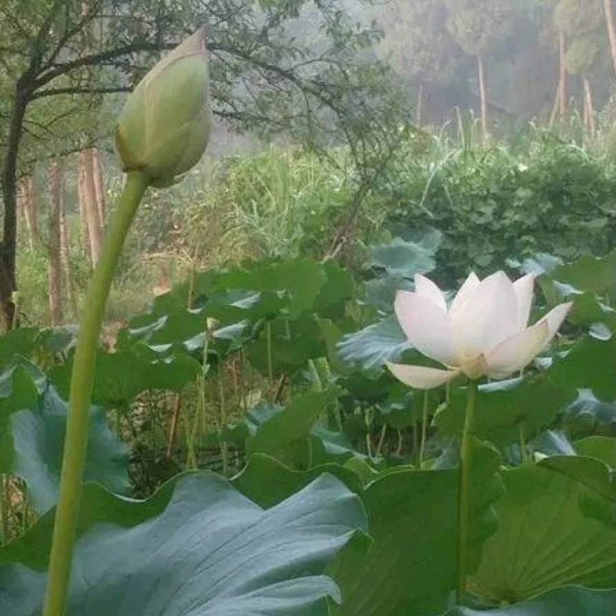 8种生理性厌恶的表现_身体_苦味_大脑