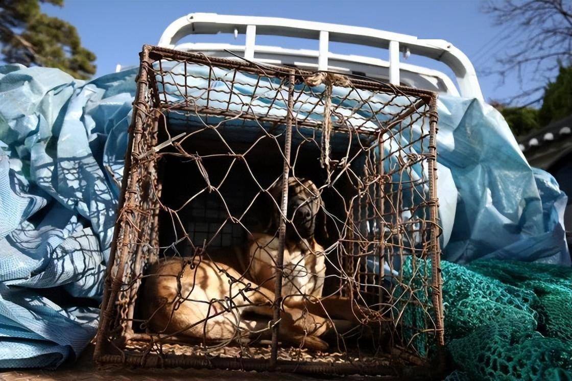 韩国实施狗肉禁令,抗议者齐聚首尔,威胁要自杀并在街头放狗_食用_产业