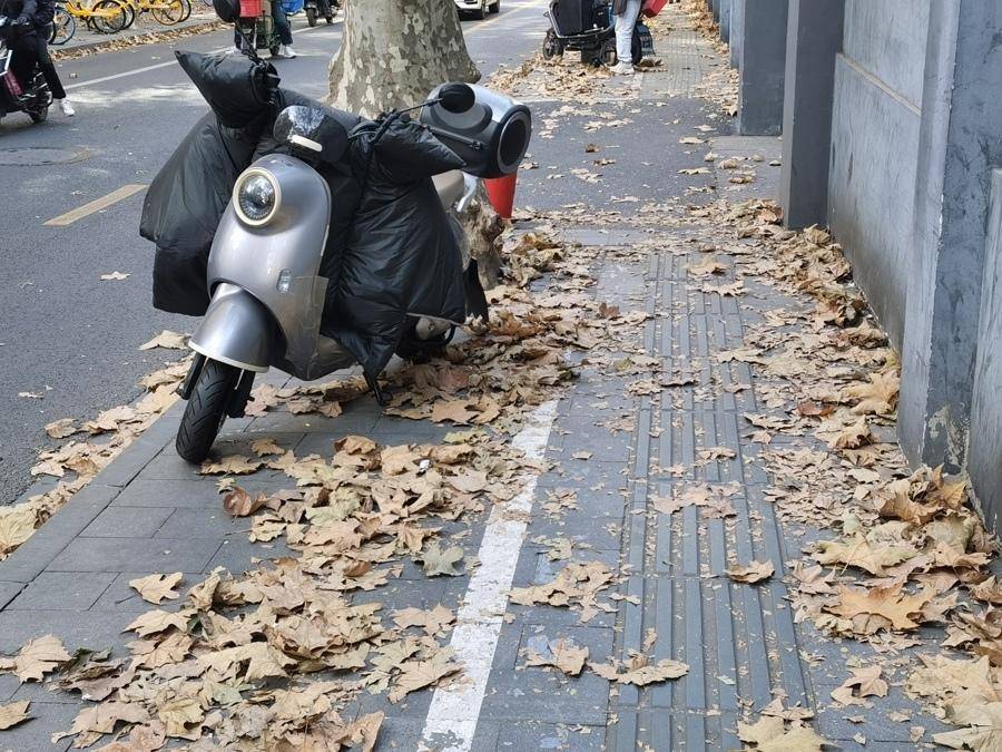 陈玺撼摄银杏 陈玺撼摄虹口区四平路(海伦路至大连路),沪上知名的