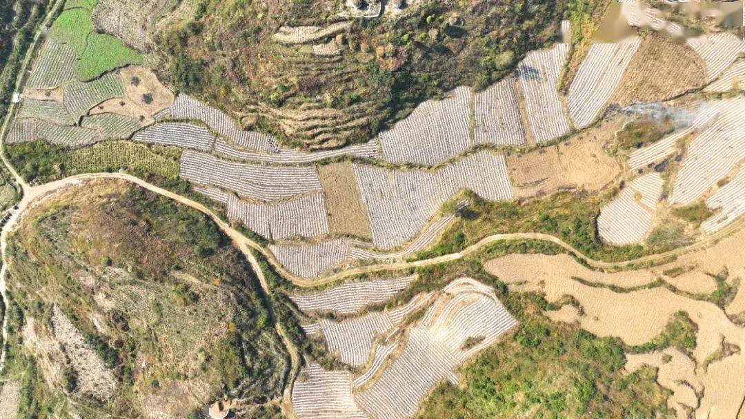 织金县猫场镇:推广特色产业轮作 助力乡村振兴_短平快_种植_土地