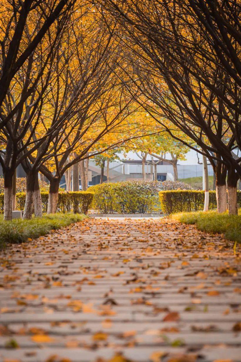 西南师范大学校园风光图片