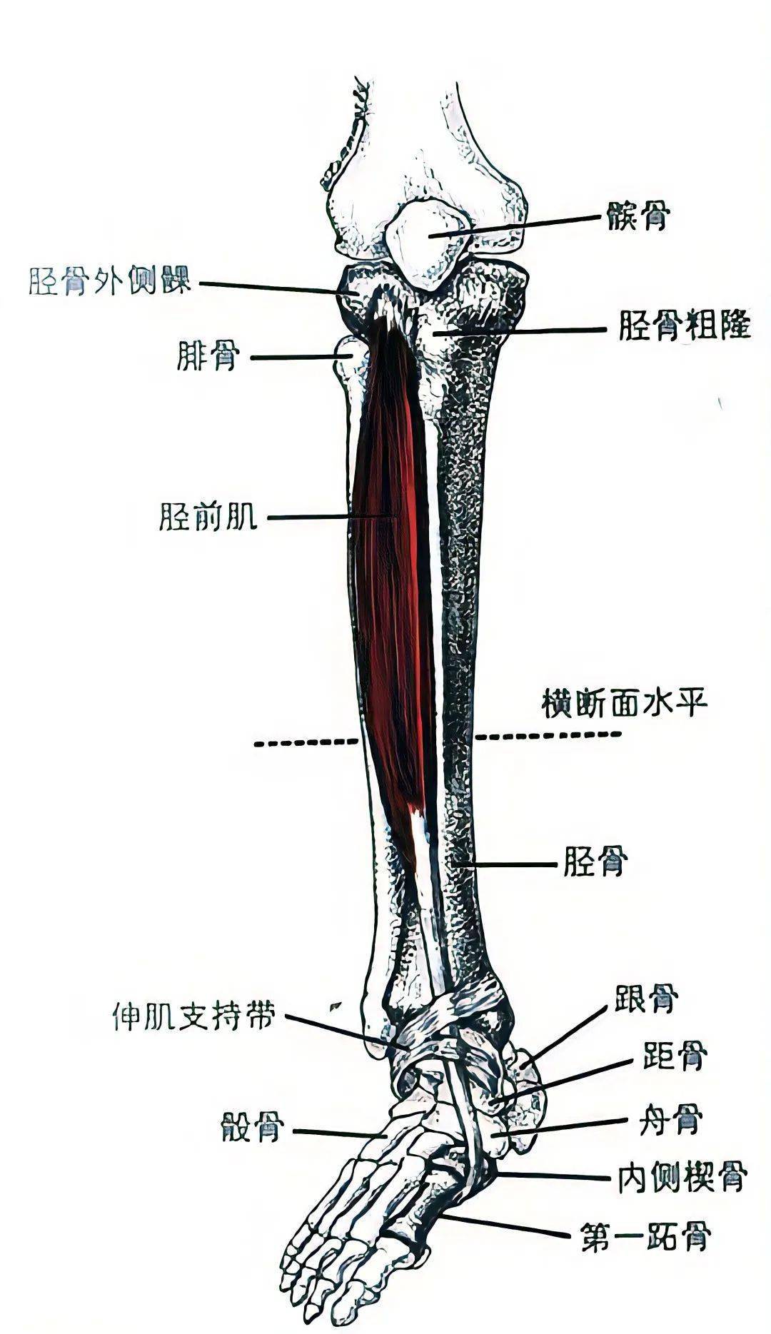 胫骨内上髁位置图片