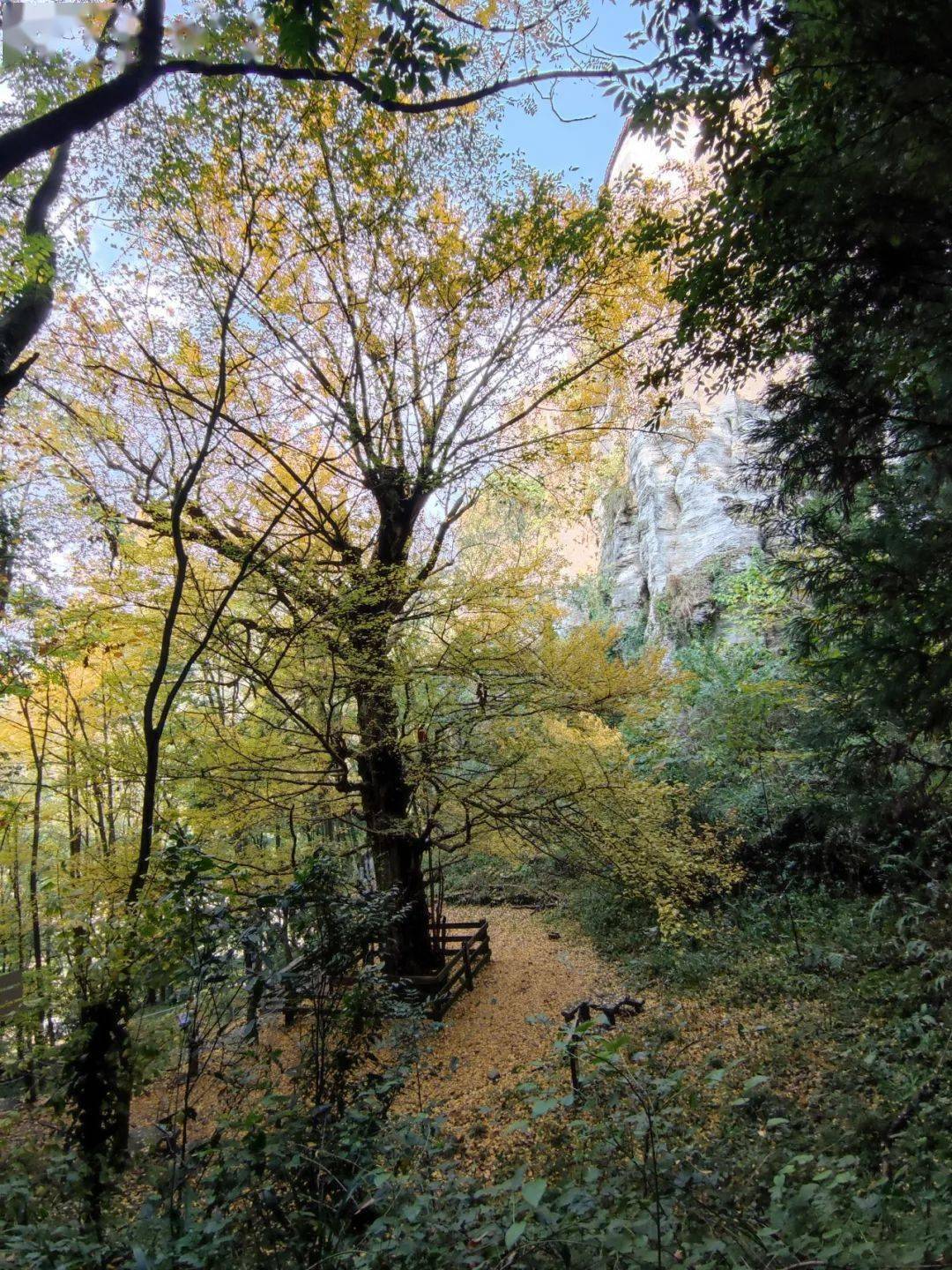 平坝天台山半山腰有棵五百余年的古银杏_建筑_龙寺_安顺市