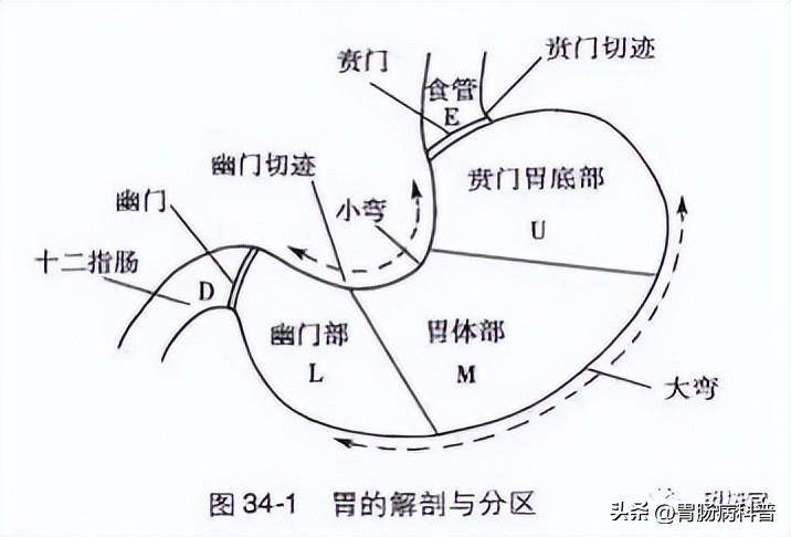 賁門部小彎側c-3:胃體上部c-2:胃角到胃體下部c-1:萎縮黏膜侷限於幽門