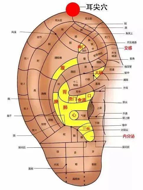 耳尖的准确位置图点刺图片