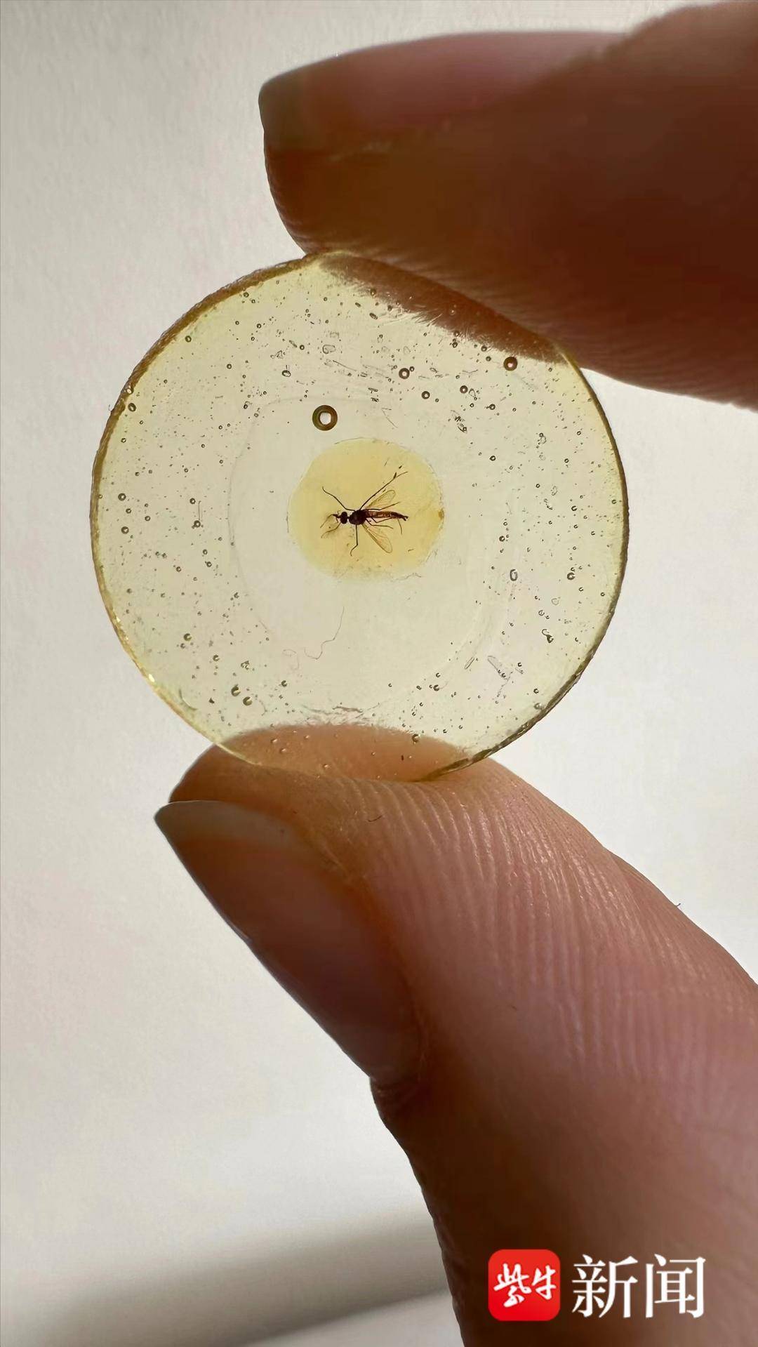 3亿年前,雄蚊子也吸血_昆虫_化石_琥珀