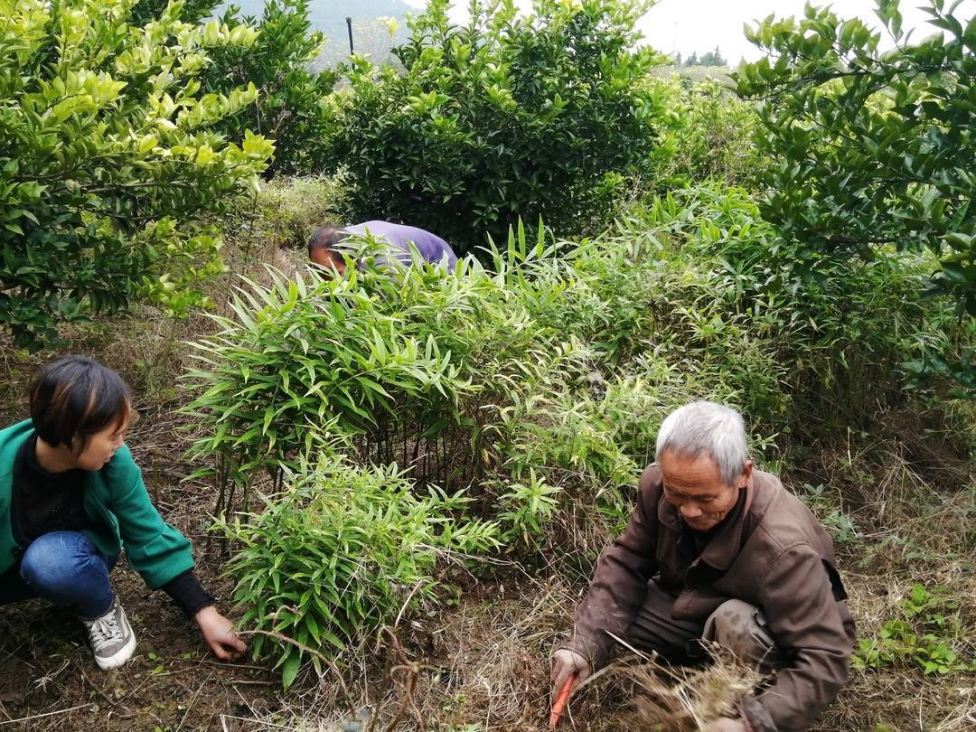 一株小草背后的亿元商机:四川南部中药材走出国门成为支柱产业丨