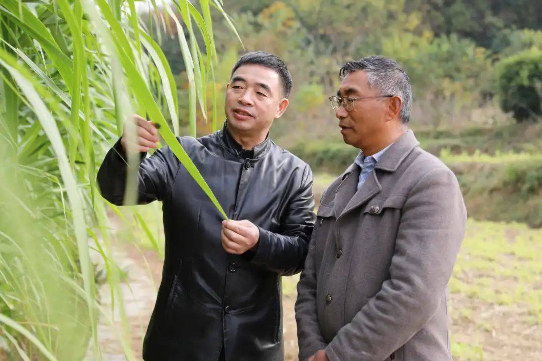 乡村行61看振兴丨绥阳:科技特派员为乡村振兴"添智增力"_种植_牧草