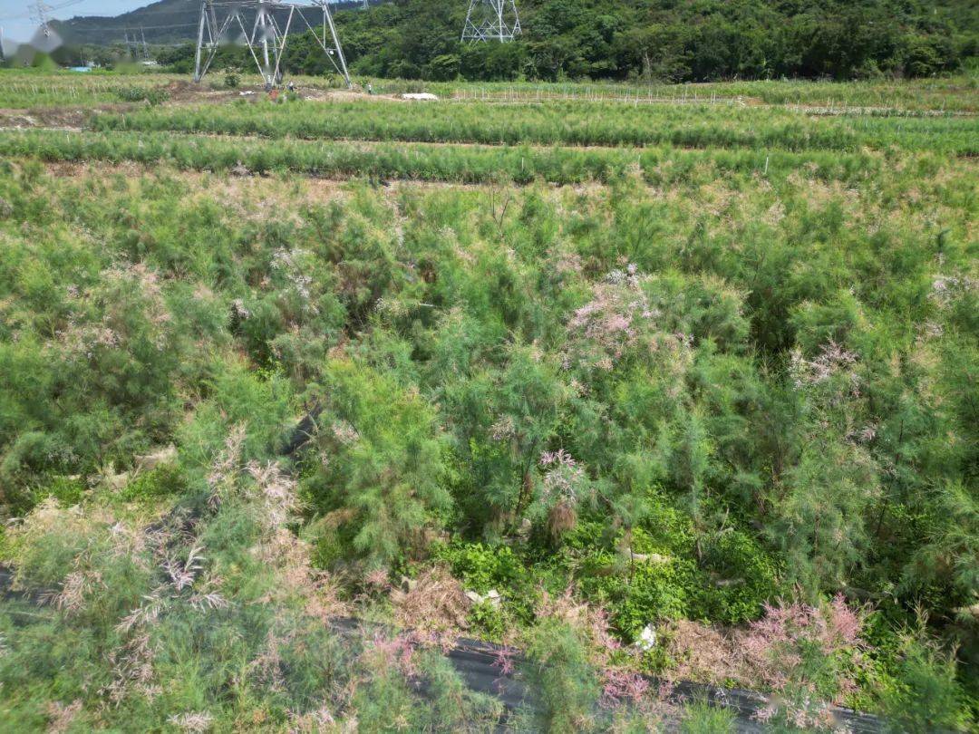 繁育实验基地该项目种植红树林27227平方米,柽柳39161平方米,修复岸线