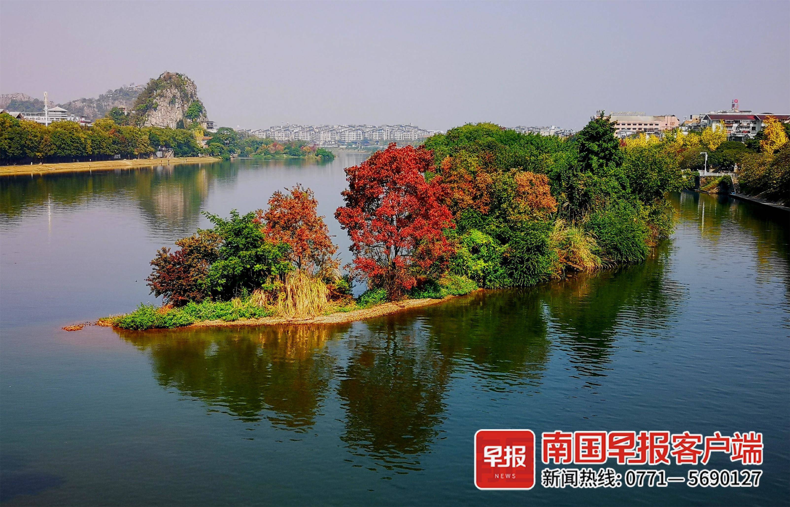 初冬桂林多彩"叶景"让人陶醉_李腾钊_银杏_七星区