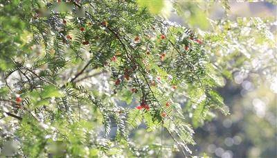 珠紅葉碧 植物界大熊貓結果_紅豆杉_抗癌_遊客