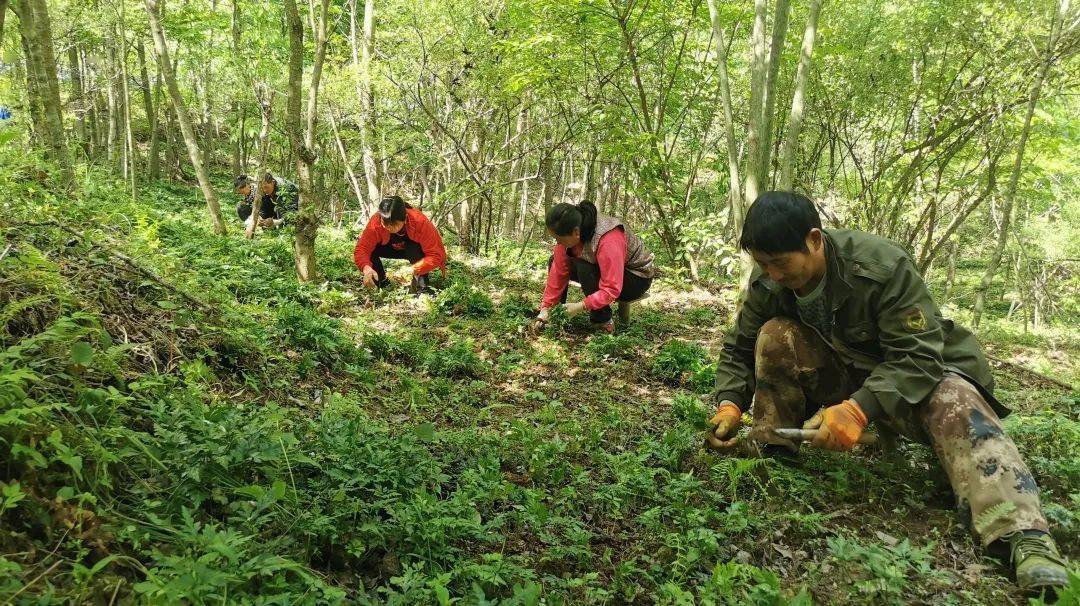 華坪鎮尖山坪村:集體經濟躍上