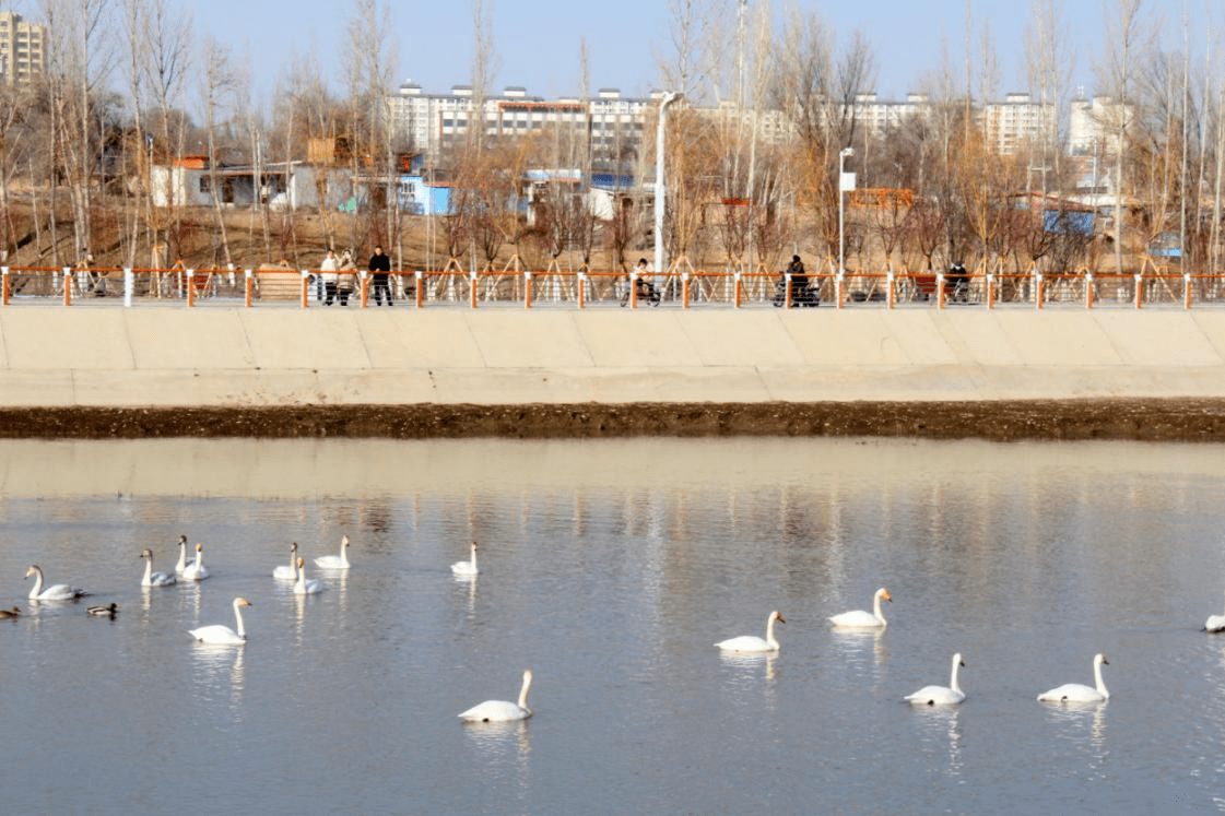 额敏县滨河公园陆续迎来天鹅"回家"栖息 (张晓彤 摄)