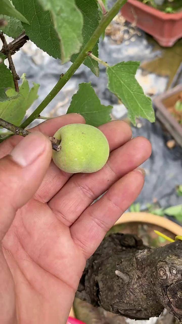红梅结果 这啥果 能吃吗?抖音618好物节 抖音热门 盆景 电商
