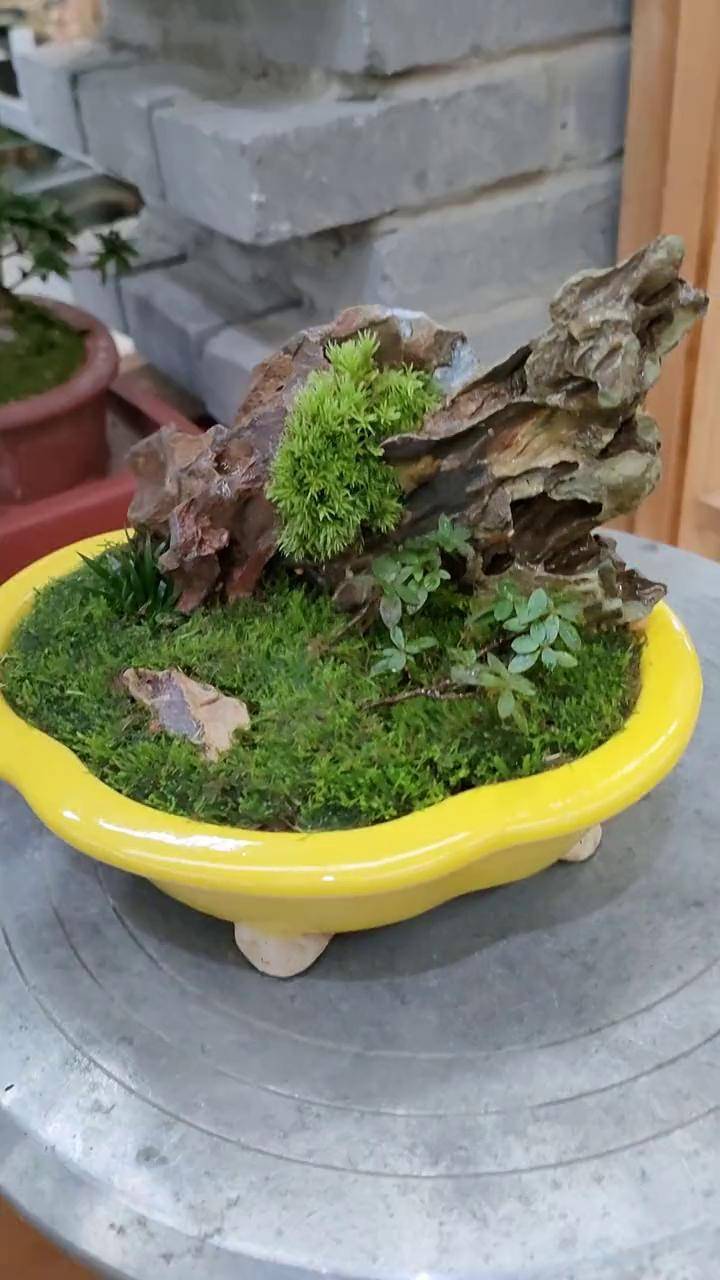 新手学员一小时作品第二波,一盆松皮石小造景,简单易学微盆景 微景观
