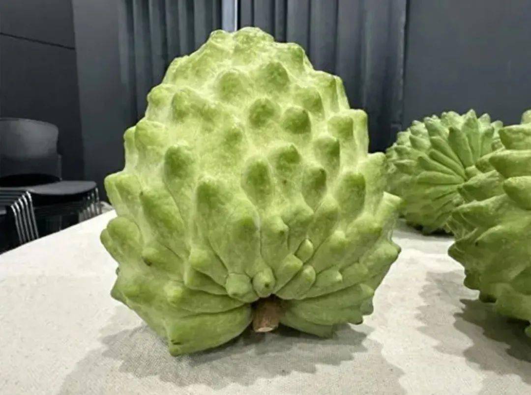 表示,首批台东释迦再次销往大陆,这些果品来自今年6月公布的3家包装厂