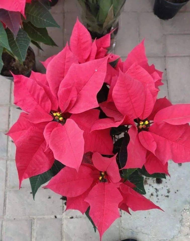 这4种彩叶植物,颜值比花高,耐阴好养特省心!_水果_开花_叶子