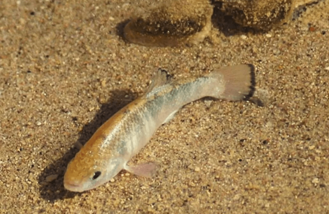 沙漠鱼仅存38条:与世隔绝了6万年,却不能将它们转移出沙漠_环境_生物