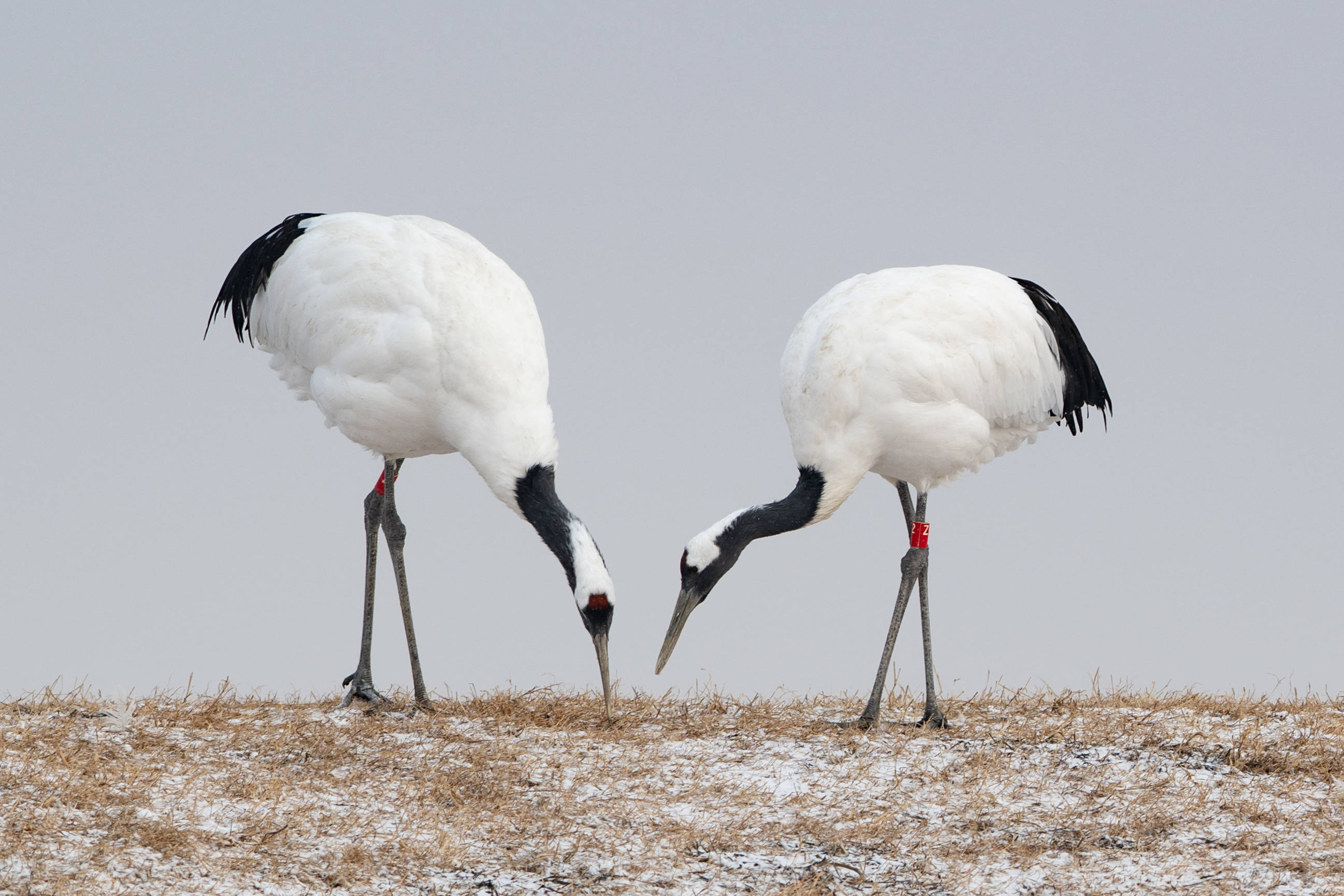 文旅新探|一路向北 探寻"丹顶鹤的家乡"_扎龙_湿地_黑龙江省