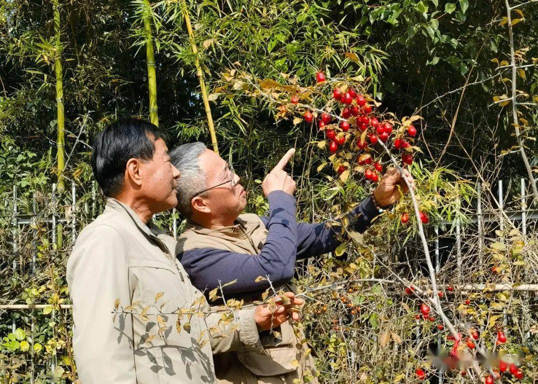 1150:安徽马鞍山老鸦柿系观果塑型微盆景素材的不二之