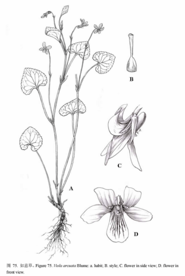 【科宝有话说 (六十七)】草名如意自古今,清热解毒叶似心——如意草