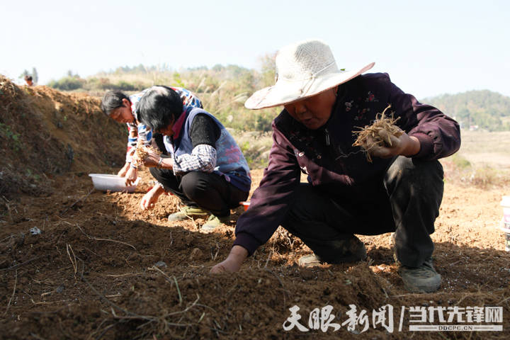 绥阳县伞水村"乡贤 产业"发展致富"参"生不息_种植_太子参_村民