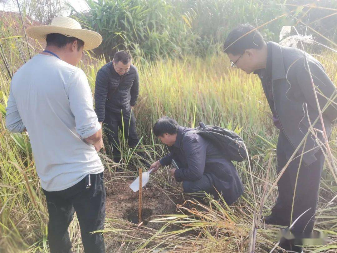 芒市土壤普查採樣進度居全省前列_工作_表層_林地