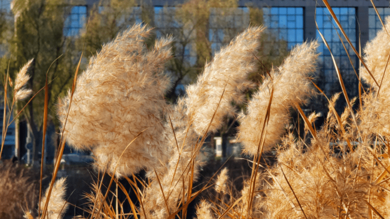 库尔勒市园林绿化事务中心工作人员介绍,芦苇是湿地环境中生长的主要