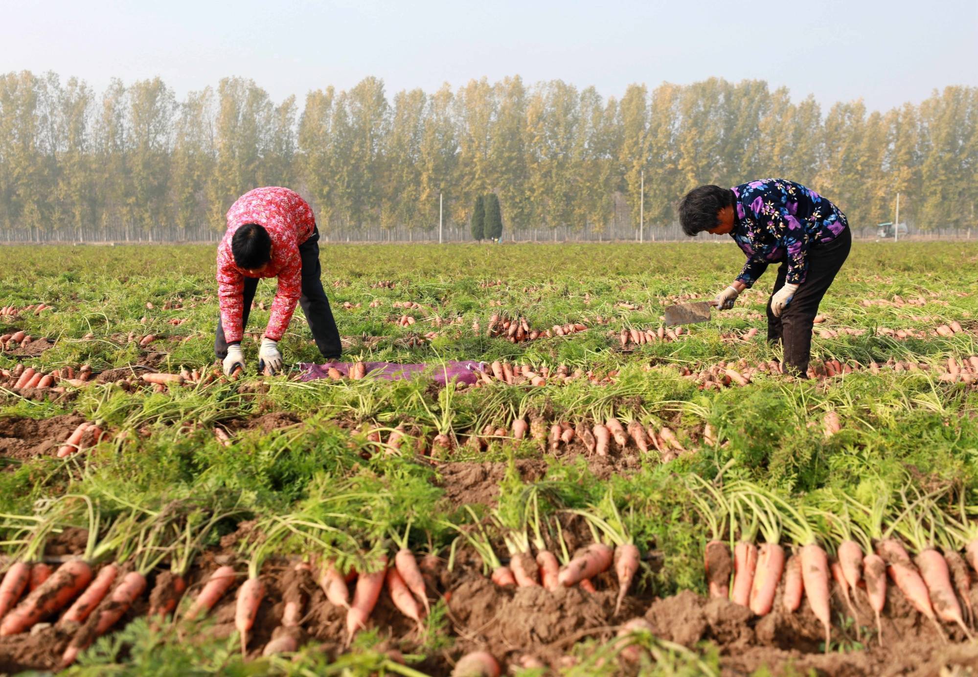 河北任泽:胡萝卜喜丰收 田间好"丰"景_种植_宋杰_工人