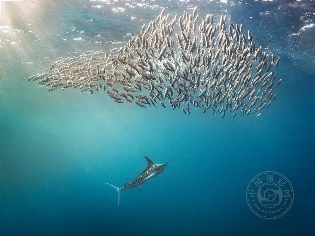 海洋之师王山魁图片