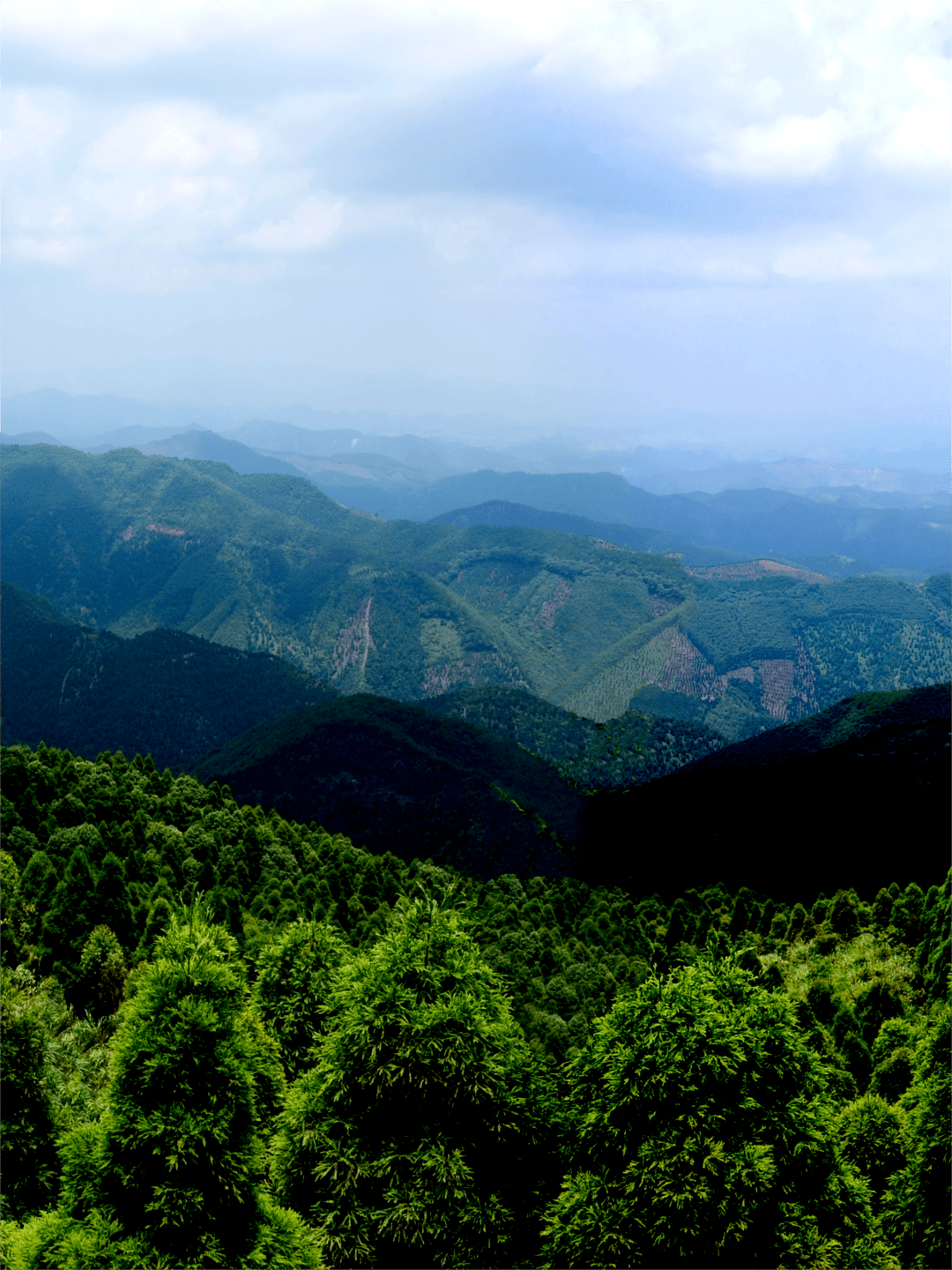 广西森林康养基地图片