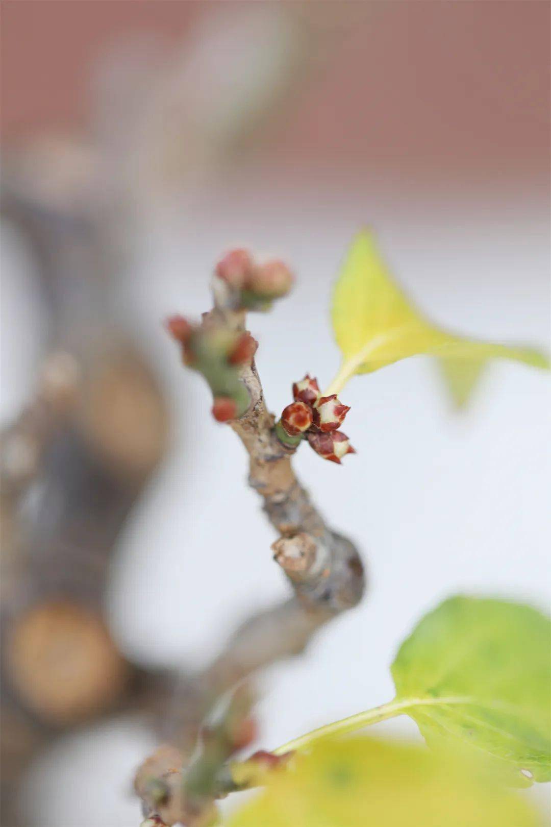 春化作用,像杜鵑,玉蘭花,梅花等都是花苞花芽經過低溫才會促進分化