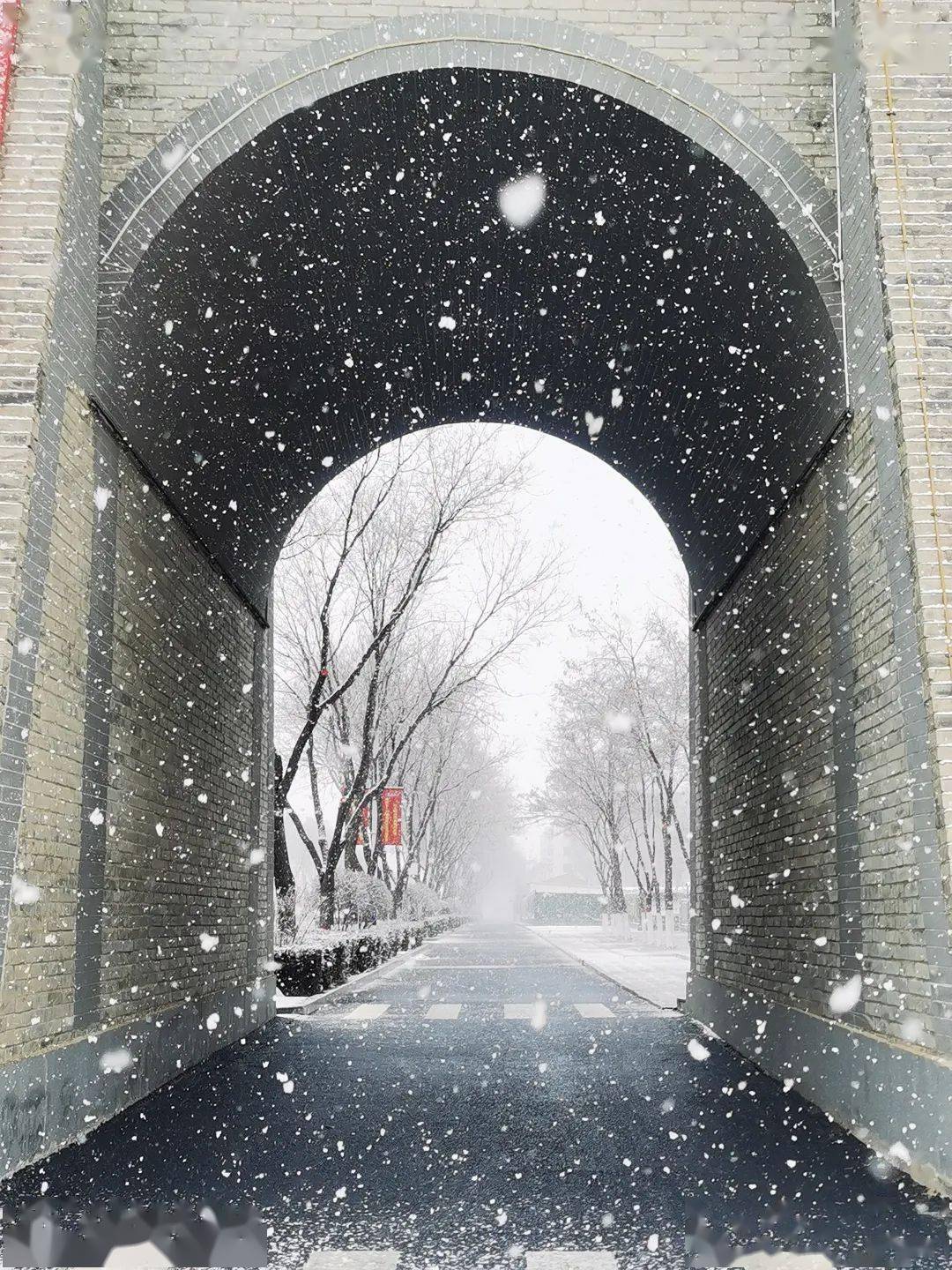 银川下雪啦,宁夏各地雪景大片上新中