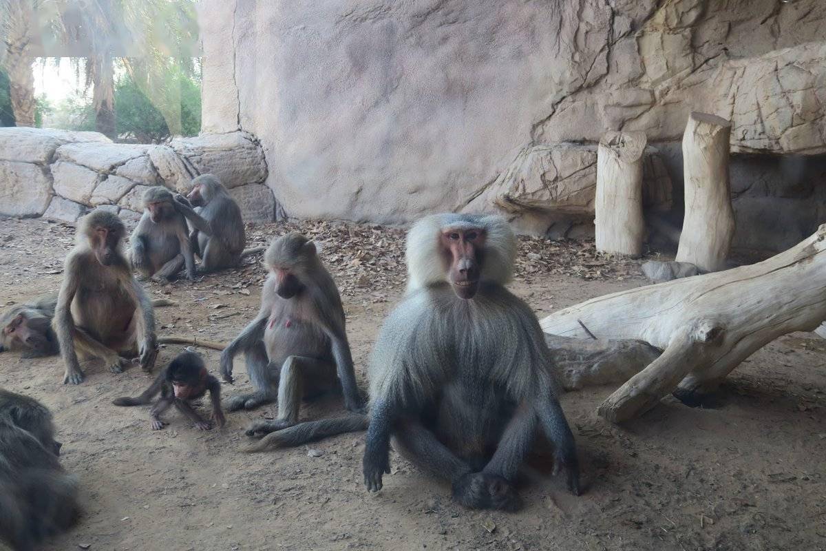 沙迦沙漠公園 | 最不可思議的親子游勝地,見識隕石與瀕危動物_植物