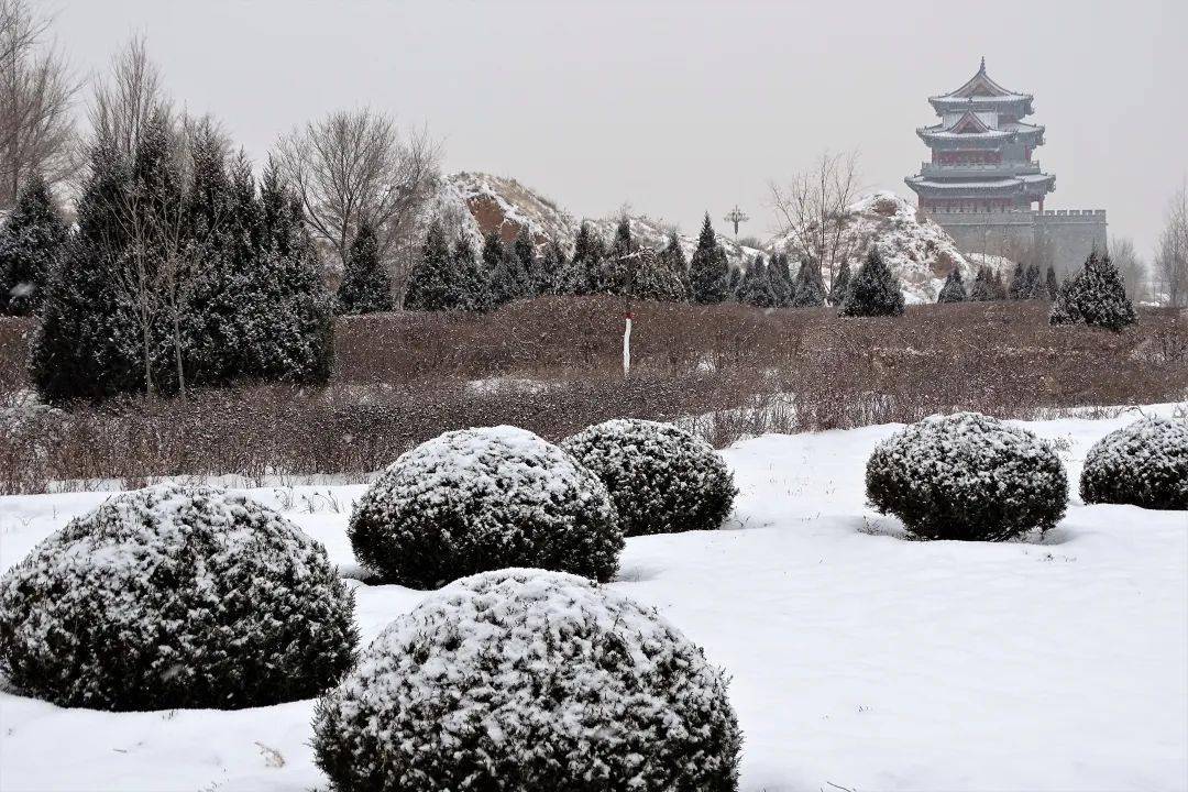 银川下雪啦,宁夏各地雪景大片上新中