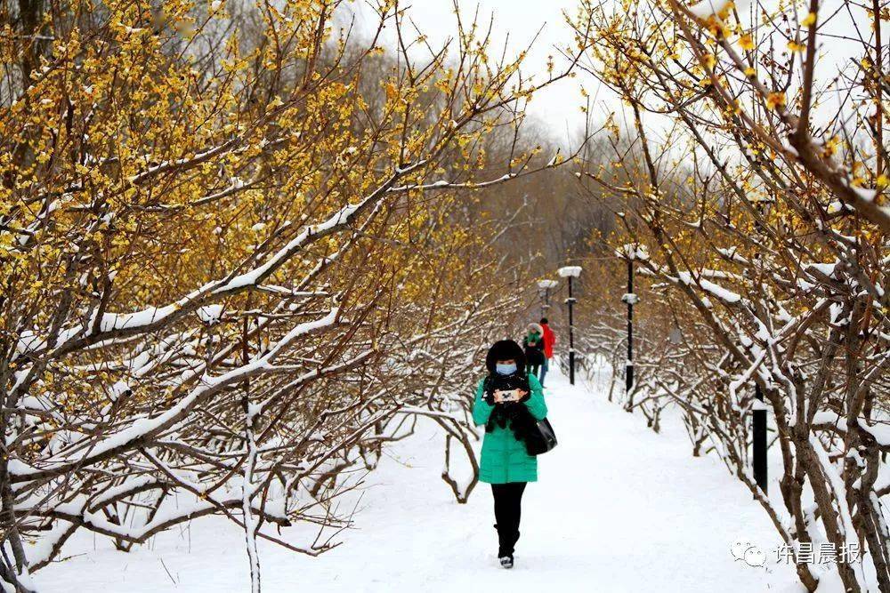 一年四季如画卷般的清潩河游园,怎么能错过.游园内白雪皑皑,美景相连.