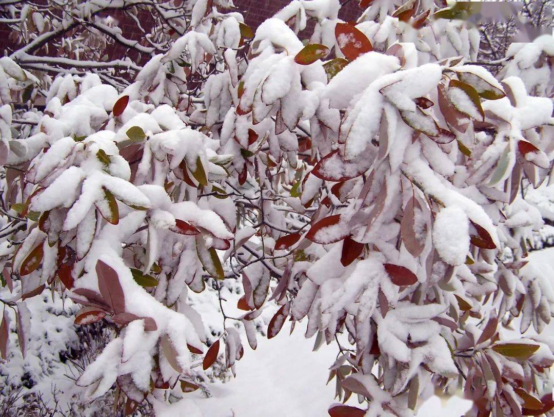 詩詞丨一片飛來一片寒,雪落成詩心溫暖_大雪_時光_歲月