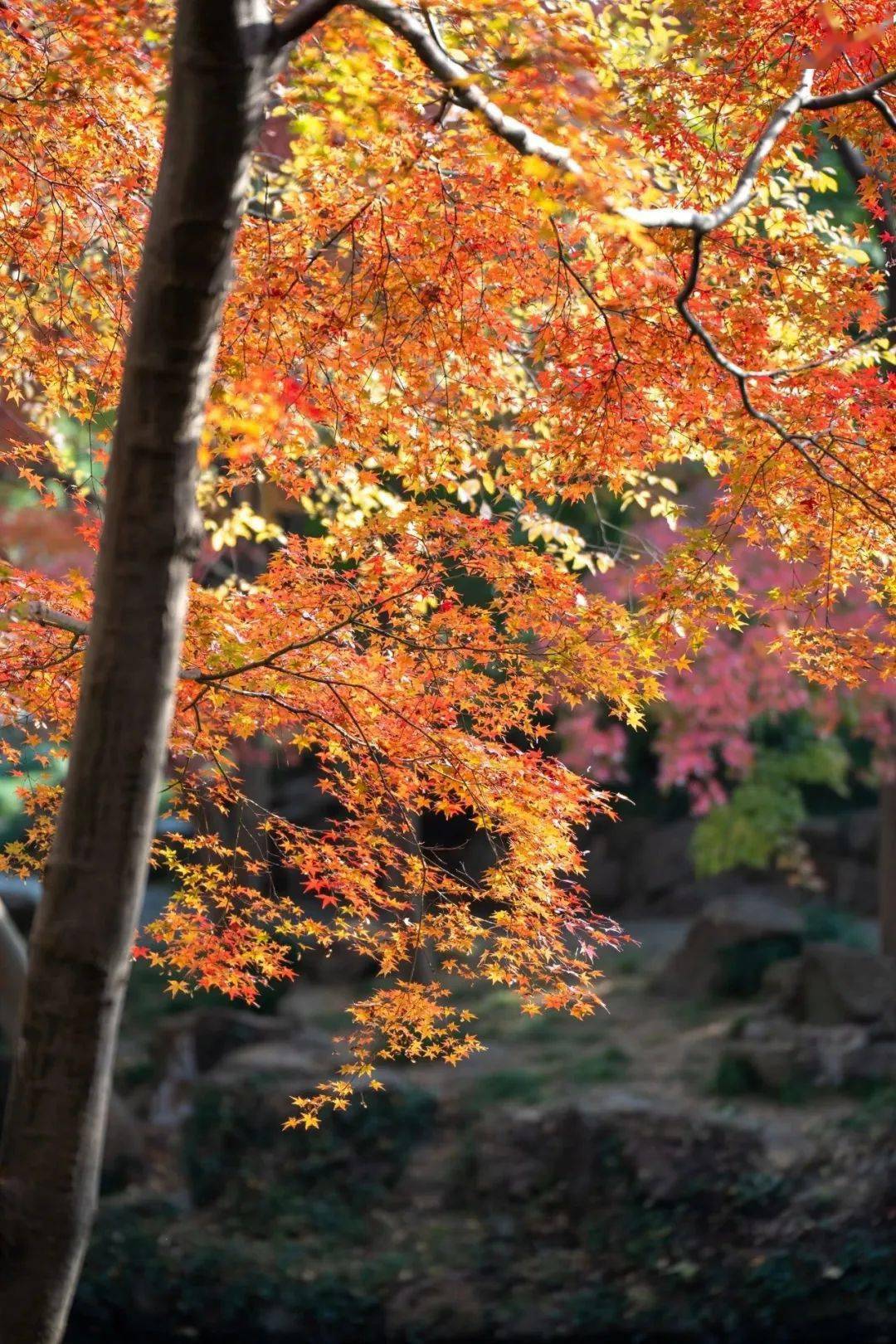 上海"枫"景打卡指南_公园_赏枫_崇明