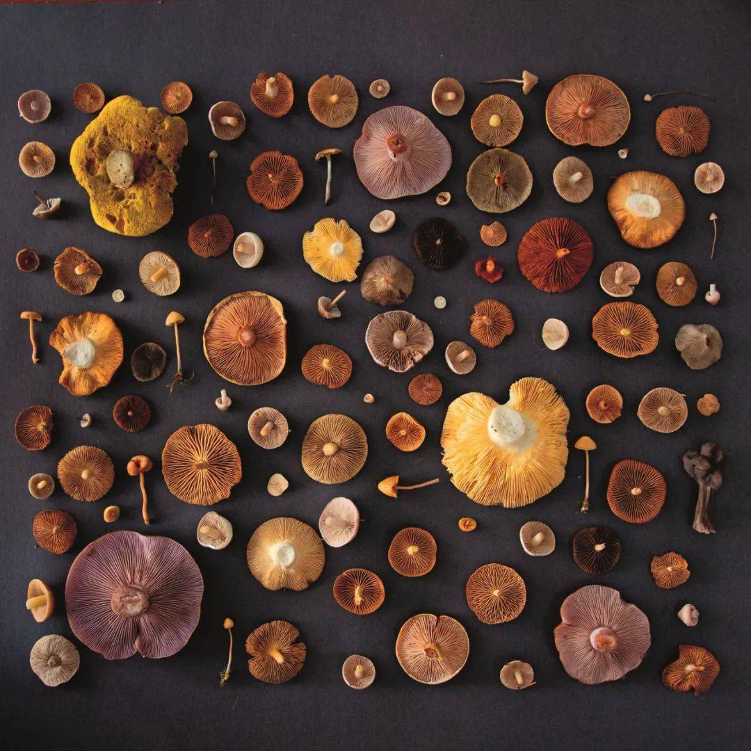 真菌_羊肚菌_栽培