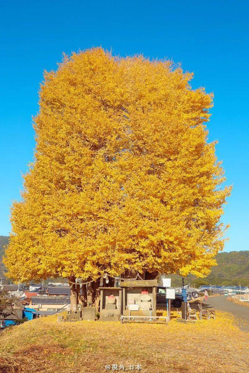 各类兴趣爱好中偶像宅最花钱花时间 & 高知县土佐大银杏