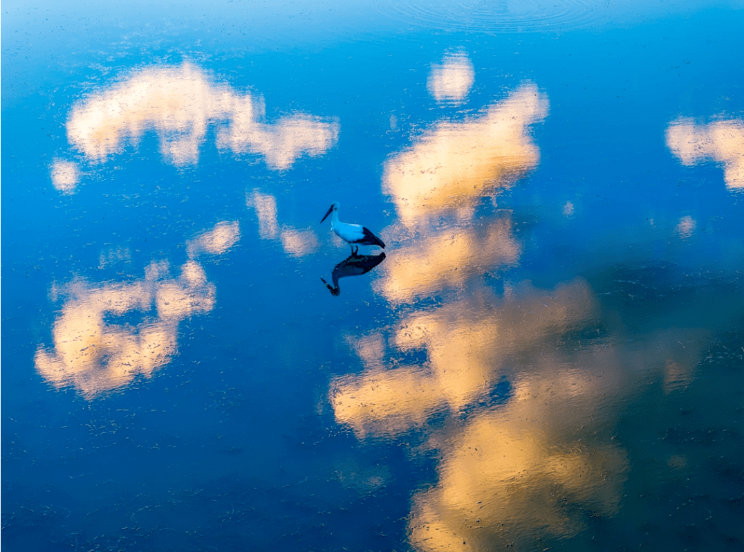 棲息於開闊的沼澤,湖泊和潮溼草地.