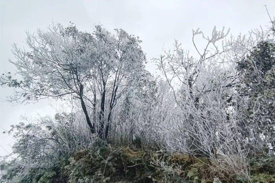 降溫來襲,仙峰下雪啦~還有這些路段要注意_興文縣_行車_省道